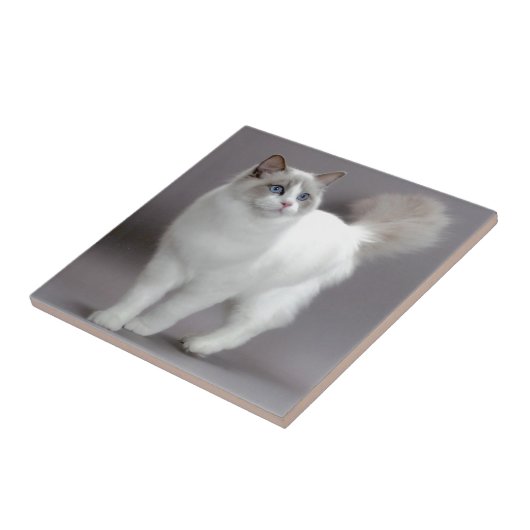 Mit blauen Augen Ragdoll Katze Purfection Fliese (Seite)