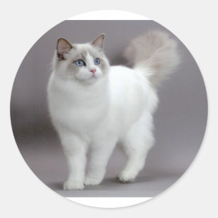 Mit blauen Augen Ragdoll Katze Purfection Runder Aufkleber