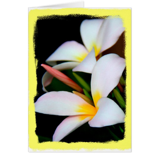 Mit Blumen, Plumeria-Blüte auf Schwarzem mit (Vorne)