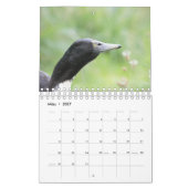 Mit den Laufenten durch das Jahr! Kalender (Mär 2027)