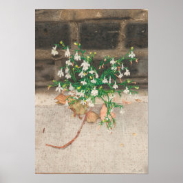 Mit der Lobelia-Schwarzen Mauer Poster