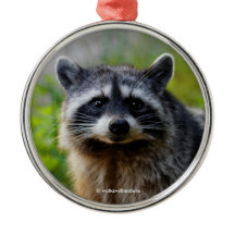 Mit einem nordamerikanischen Raccoon konfrontiert