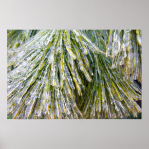 Mit Eis überzogene Kiefernnadeln Winter Botanik Poster