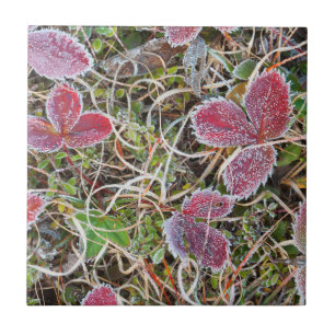 Mit Frost bedeckte Blätter, Kanada Fliese