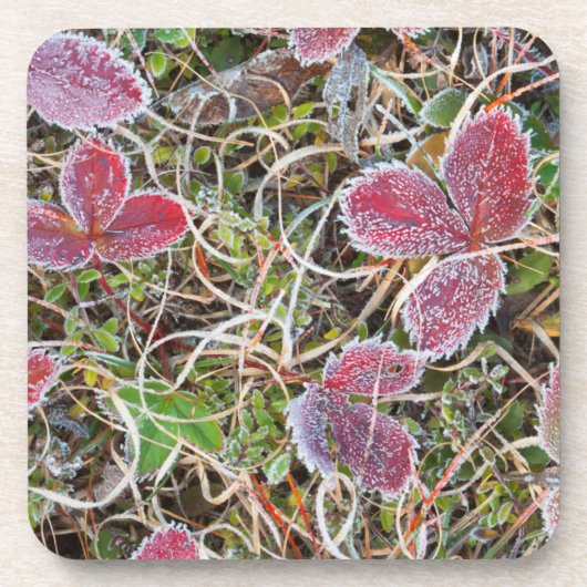 Mit Frost bedeckte Blätter, Kanada Getränkeuntersetzer (Vorderseite)