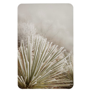 Mit Frost bedeckte Yucca im Winter Magnet