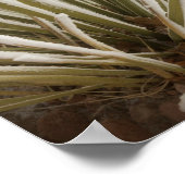 Mit Frost bedeckte Yucca im Winter Poster (Ecke)
