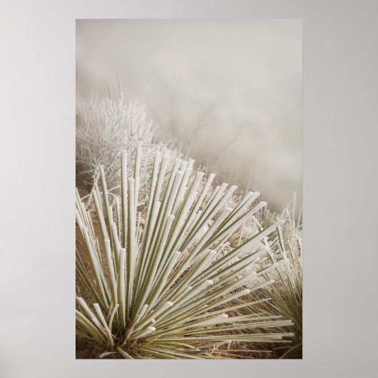 Mit Frost bedeckte Yucca im Winter Poster (Vorne)