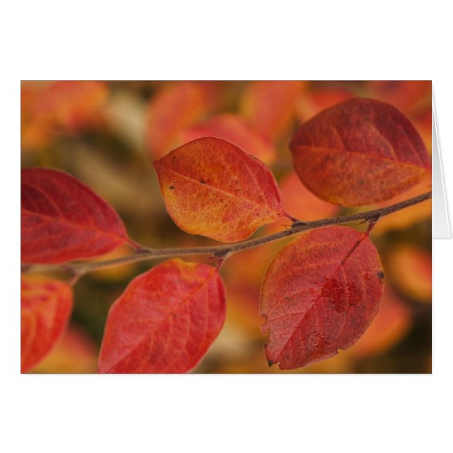 mit Herbstblättern bedeckt (Vorderseite (Horizontal))