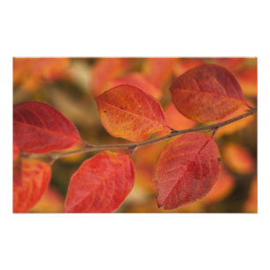 mit Herbstblättern bedeckt Fotodruck