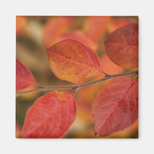 mit Herbstblättern bedeckt Magnet