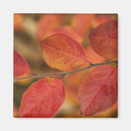 mit Herbstblättern bedeckt Magnet (Vorne)