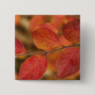mit Herbstblättern bedeckte Twig Button