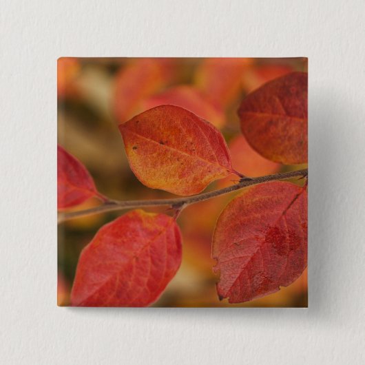 mit Herbstblättern bedeckte Twig Button (Vorderseite)