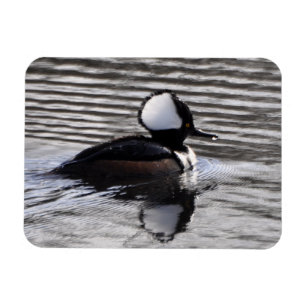 Mit Kapuze Merganser Drake Magnet