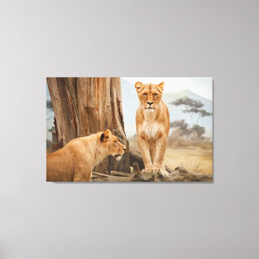 Mit Löwen-Wall-Kunst konfrontiert Leinwanddruck (Vorderseite)