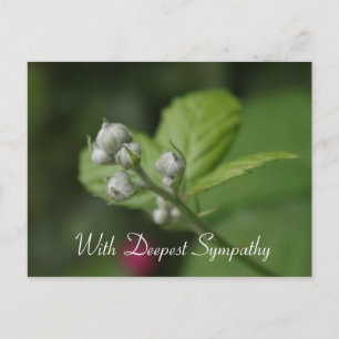 mit tiefstem Mitgefühl,Sommer wilde Himbeerblüte Postkarte