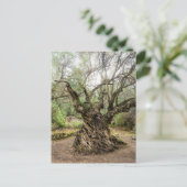 Mitera Olive Tree in Corfu Postcard (no text) Postkarte (Stehend Vorderseite)