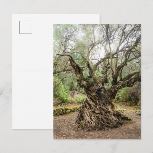 Mitera Olivenbaum auf Korfu Postkarte (ohne Text) (Vorne/Hinten)