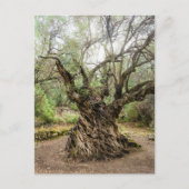 Mitera Olivenbaum auf Korfu Postkarte (ohne Text) (Vorderseite)