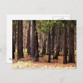 Mitgefühl Postkarte (Vorne/Hinten)