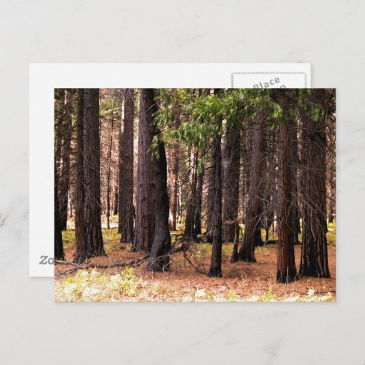 Mitgefühl Postkarte (Vorne/Hinten)