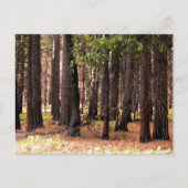 Mitgefühl Postkarte (Vorderseite)