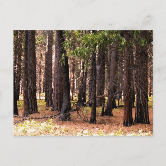 Mitgefühl Postkarte (Vorderseite)