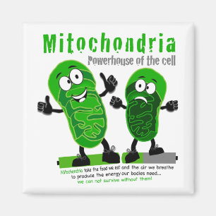 Mitochondria Powerhouse of the Cell Magnet