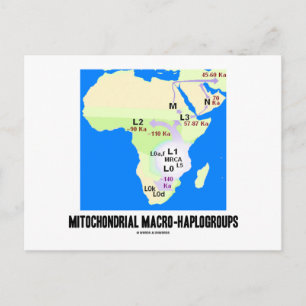 Mitochondriale Makrogruppen (MRCA-Genealogie) Postkarte