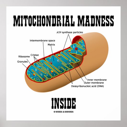 Mitochondrialer Wahnsinn innerhalb der Mitochondri Poster (Vorne)
