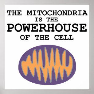 Mitochondrien ist das Elektrizitätskraftwerk - Poster