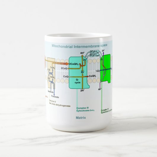 Mitonchondrial Intermembrane Raum-Diagramm Kaffeetasse (Mittel)