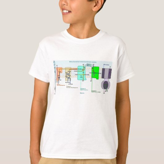 Mitonchondrial Intermembrane Raum-Diagramm T-Shirt (Vorderseite)