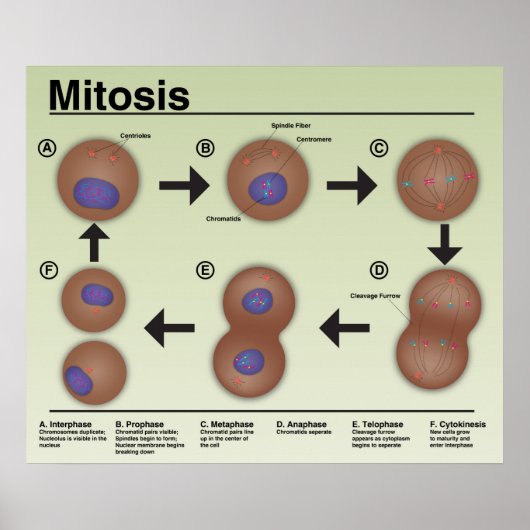 Mitose-Klassenposter *Aktualisierung* Poster (Vorne)