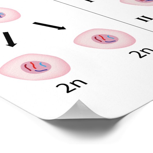 Mitose versus Meiose Poster (Ecke)