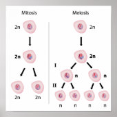 Mitose versus Meiose Poster (Vorne)