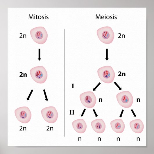 Mitose versus Meiose Poster (Vorne)