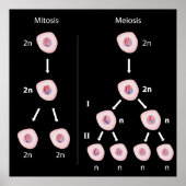 Mitose versus Meiose Poster (Vorne)