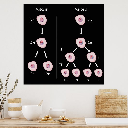 Mitose versus Meiose Poster (Küche)