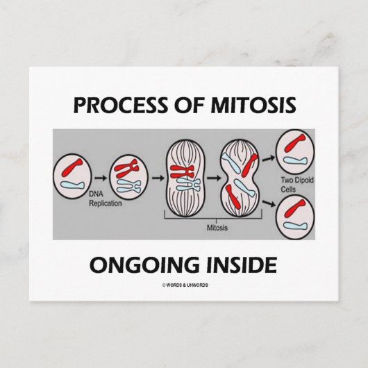 Mitoseprozess im Inneren Postkarte (Vorderseite)