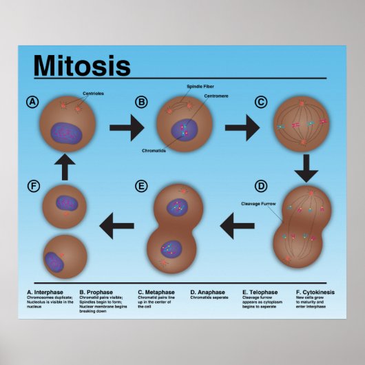 Mitosis Classroom Poster *Updated* (Vorne)