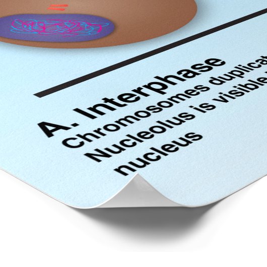 Mitosis Classroom Poster *Updated* (Ecke)