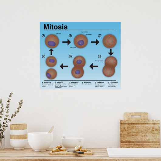 Mitosis Classroom Poster *Updated* (Küche)