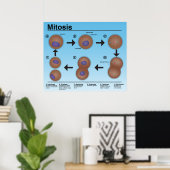 Mitosis Classroom Poster *Updated* (Heimbüro)