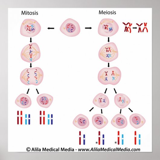 Mitosis vs meiosis diagramm poster (Vorne)