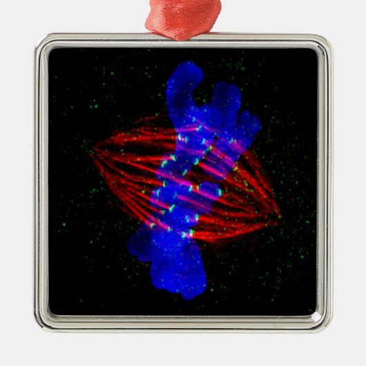 Mitotic Metaphase Ornament Aus Metall (Vorne)