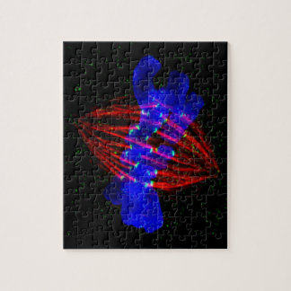 Mitotic Metaphase Puzzle