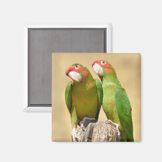 Mitred Parakeet auf der Holzpfeife Postkarte Magnet (Vorderseite/Rückseite)