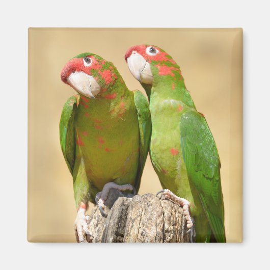 Mitred Parakeet auf der Holzpfeife Postkarte Magnet (Vorne)